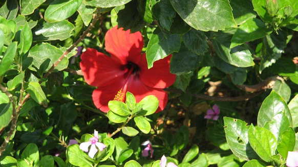 Image01