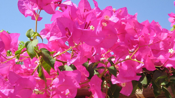 Image06