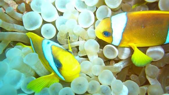 Image12