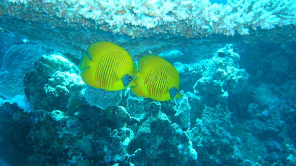 Image06