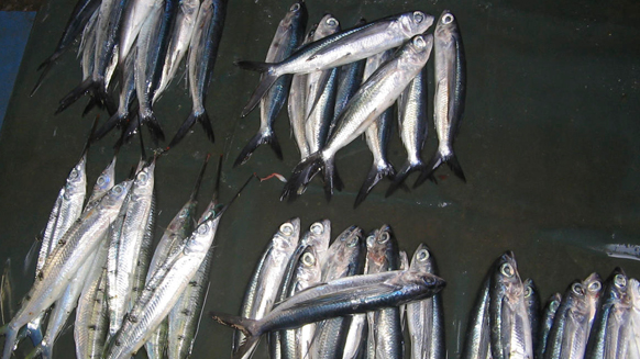 Image05