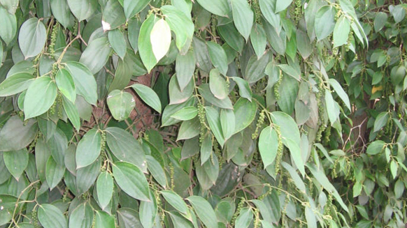 Image12