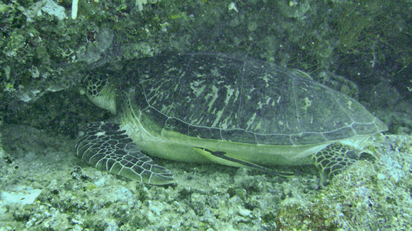 Image15