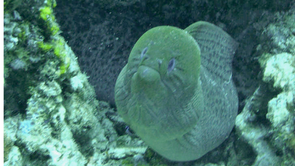 Image11